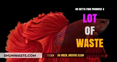Betta Fish Waste: How Much Do They Really Produce?