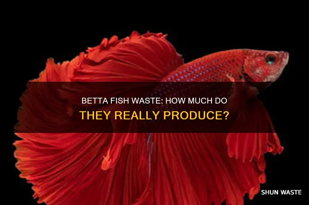 do betta fish produce a lot of waste
