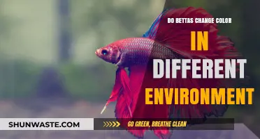 Betta Color Changes: How Environment Influences Their Vibrant Hues
