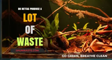 Betta Waste Management: Understanding Their Impact on Aquarium Ecosystems