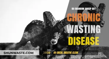 Chronic Wasting Disease: A Threat to Bighorn Sheep Populations?