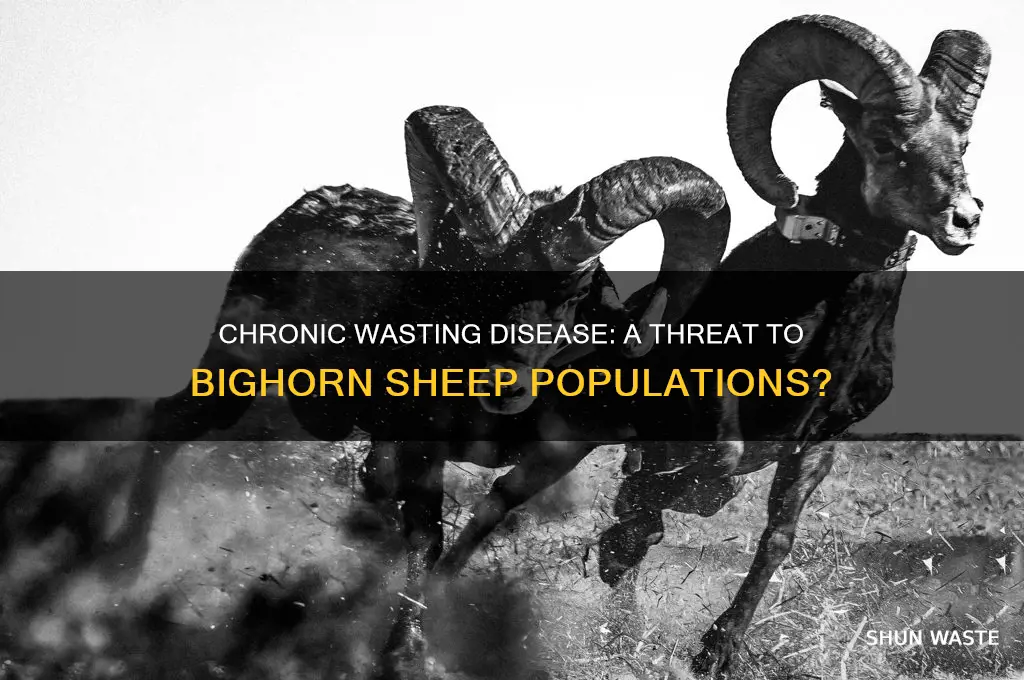do bighorn sheep get chronic wasting disease