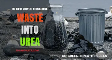 Birds' Nitrogenous Waste: Urea Conversion or Alternative Excretion Methods?