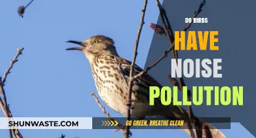 How Birds Cope with Noise Pollution