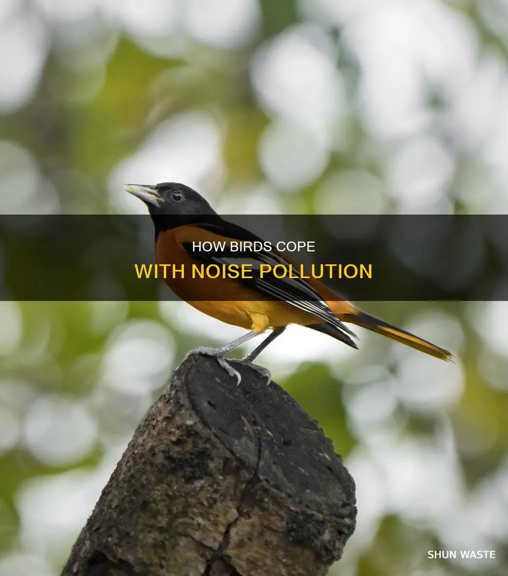 do birds have noise pollution