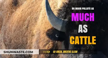Bison vs Cattle: Who's the Green Champ?