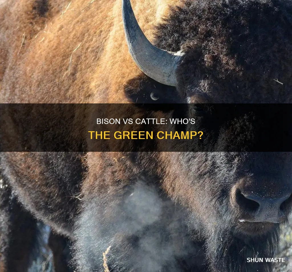 do bison pollute as much as cattle