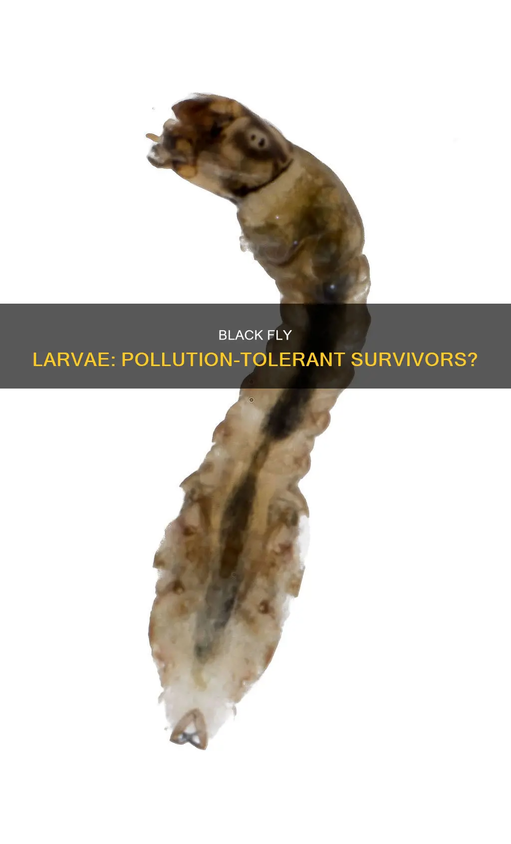 do black fly larvae have a tolerance to pollutions