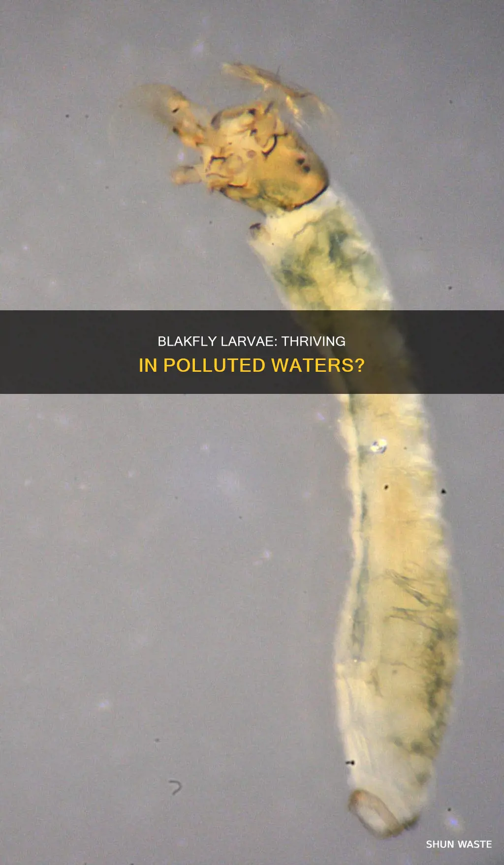 do blakfly larvae live in polluted water