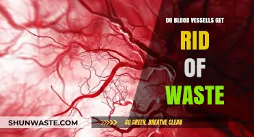 How Blood Vessels Eliminate Waste: The Body's Natural Detox System
