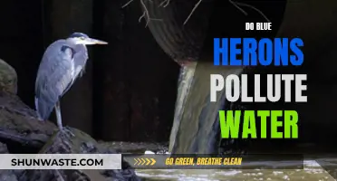 Blue Herons: Are They Water Polluters?