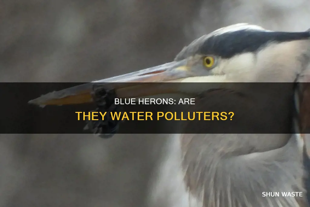 do blue herons pollute water