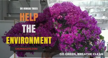 Bonsai Trees: Eco-Friendly Benefits for a Greener Environment