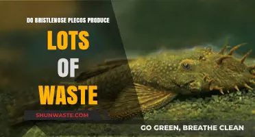 Bristlenose Plecos Waste Production: Myths, Facts, and Tank Maintenance Tips