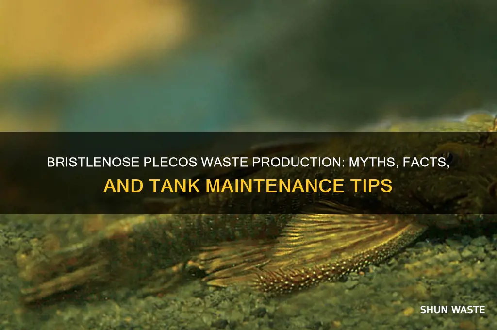 do bristlenose plecos produce lots of waste