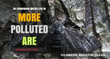 Carbonaria Moths: Pollution's Unlikely Residents