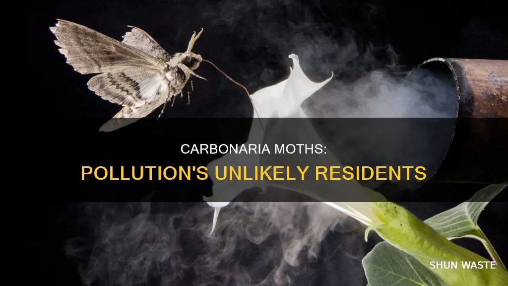 do carbonaria moths live in more polluted are