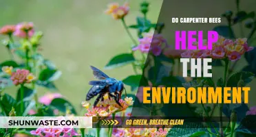 Carpenter Bees: Unsung Pollinators and Their Environmental Impact Explained