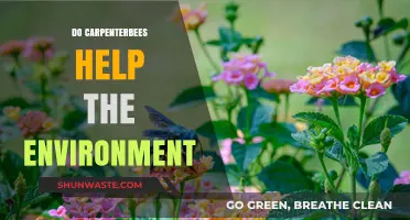 Carpenter Bees: Unsung Pollinators and Their Environmental Impact Explained