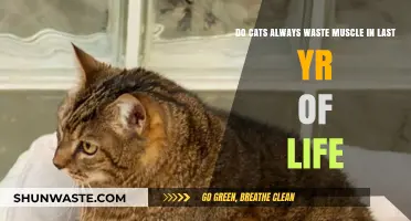 Do Cats Inevitably Lose Muscle Mass in Their Final Year?