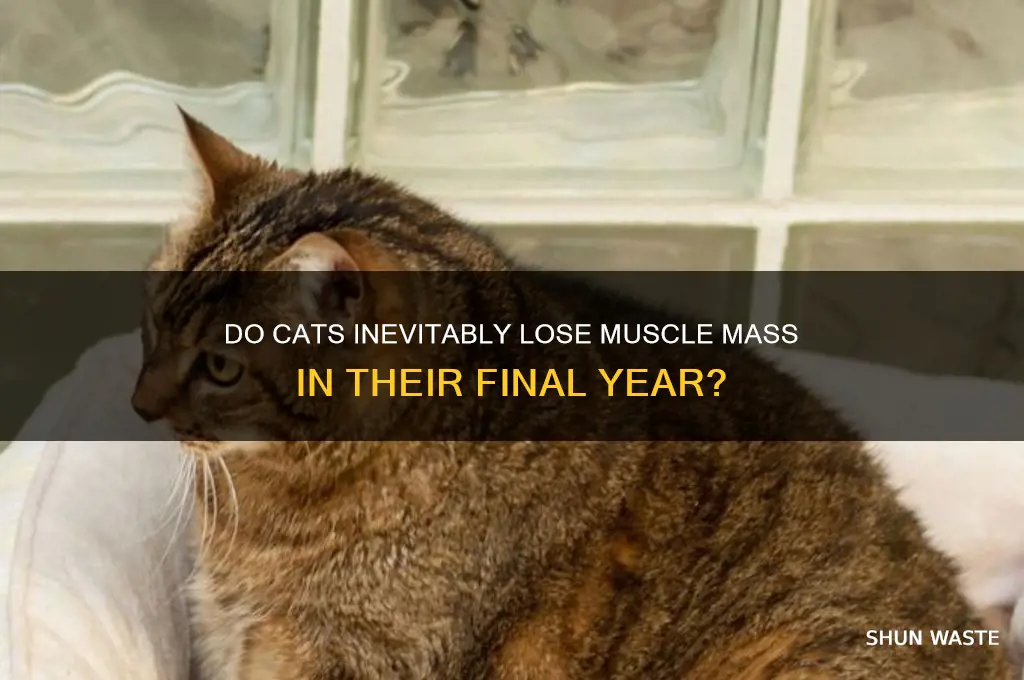 do cats always waste muscle in last yr of life