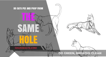 Do Cats Pee and Poop from the Same Hole? The Truth