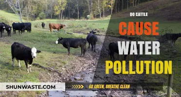 Cattle's Impact: Unveiling the Water Pollution Mystery