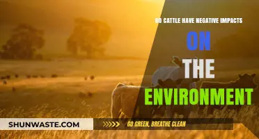 Cattle's Environmental Impact: Uncovering the Hidden Costs of Livestock Farming
