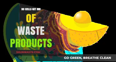 How Cells Efficiently Eliminate Waste Products: A Biological Process Explained