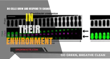 How Cells Adapt: Growth and Response to Environmental Changes Explained