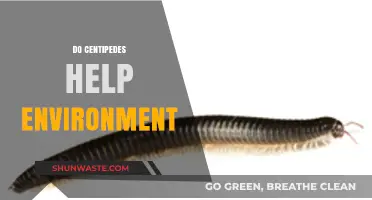 Centipedes' Ecological Role: How These Arthropods Benefit Our Environment