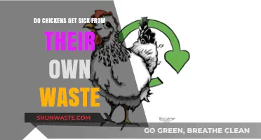 Can Chickens Get Sick from Their Own Waste? Exploring Poultry Health Risks
