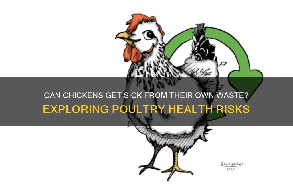 do chickens get sick from their own waste