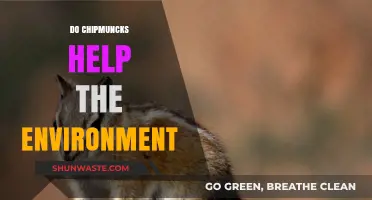 Chipmunks' Role in Ecosystem Health: Environmental Benefits Explained