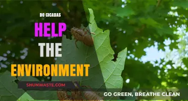 Cicadas' Environmental Impact: Unveiling Their Surprising Ecological Benefits