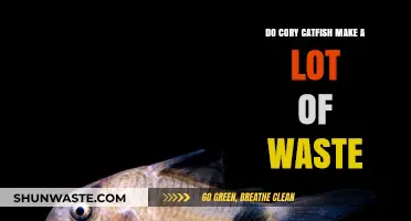 Cory Catfish Waste: How Much Do They Produce in Aquariums?