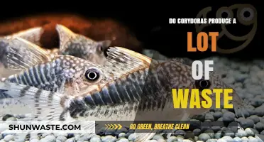 Corydoras Waste Production: How Much Do They Really Produce?