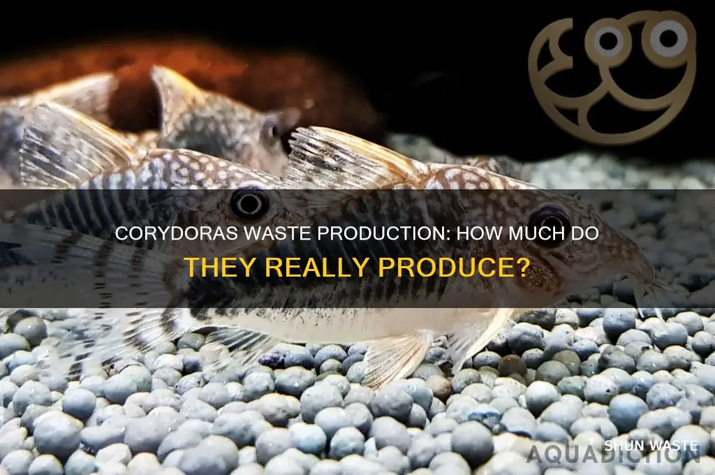 do corydoras produce a lot of waste