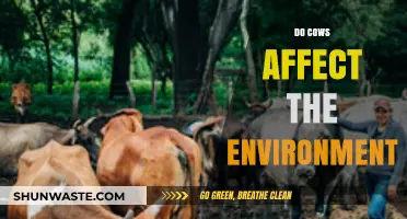 Cows and Climate: Uncovering Their Environmental Impact and Solutions