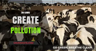 Cows, Pollution, and the Environmental Impact