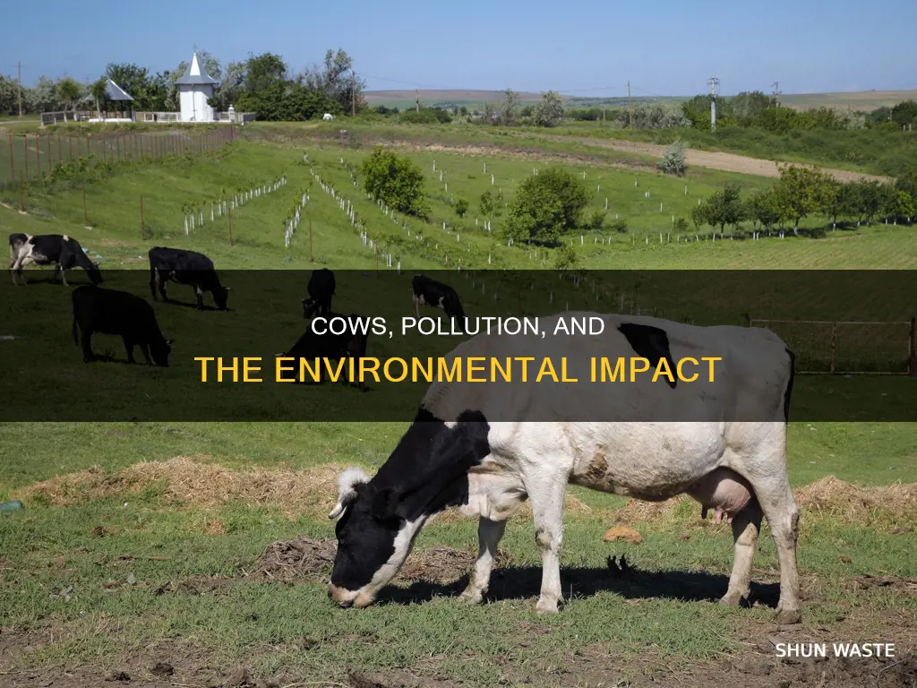 do cows create pollution