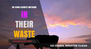 Cows and Methane: Uncovering the Truth About Their Waste Emissions