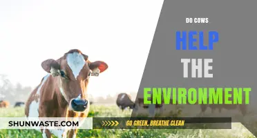 Cows and Climate: Unveiling Their Surprising Environmental Impact