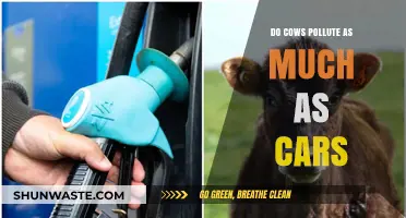 Cows vs Cars: Who's the Real Polluter?