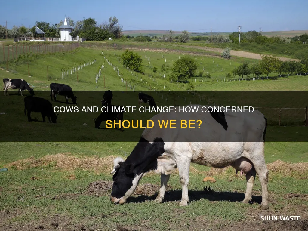 do cows pollute the earth