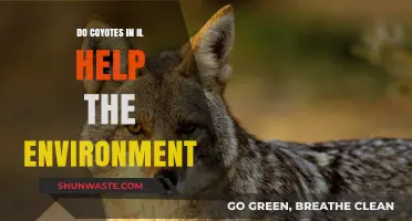 Coyotes in Illinois: Environmental Allies or Ecosystem Disruptors?