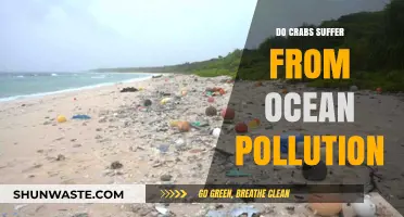 Crabs' Plight: Ocean Pollution's Impact