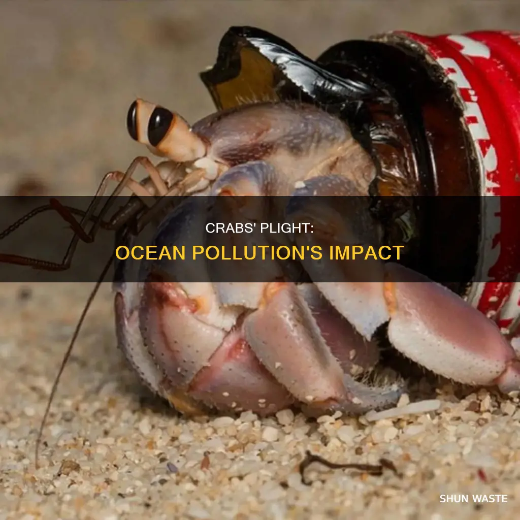 do crabs suffer from ocean pollution