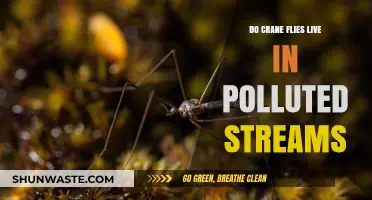 Crane Flies: Pollution's Unlikely Survivors