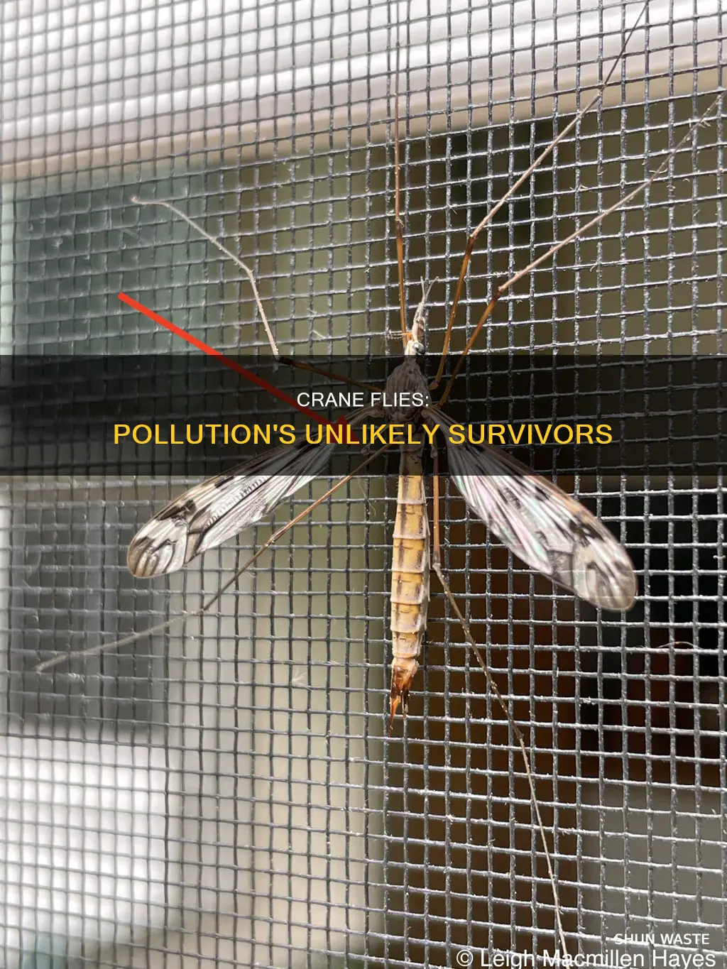 do crane flies live in polluted streams
